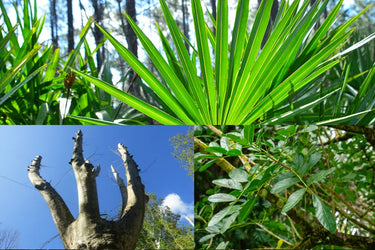 Zioła na łagodny przerost prostaty (BPH)