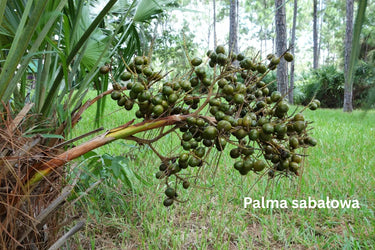 Saw Palmetto dla zdrowia mężczyzn: wsparcie prostaty, wzrost włosów i wsparcie układu moczowego
