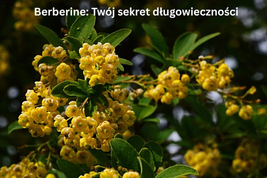 Berberyna – kwiaty i zioła dla długowieczności