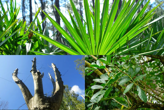 Zioła na łagodny przerost prostaty (BPH)