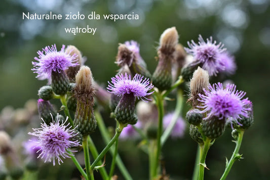 Zioła ostropestu plamistego